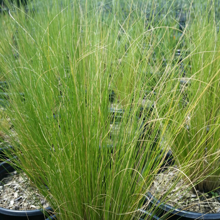 Nassella tenuissima - Feather Grass - Mid Valley Trees