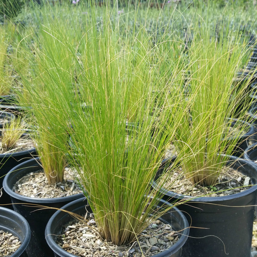 Nassella tenuissima - Feather Grass - Mid Valley Trees