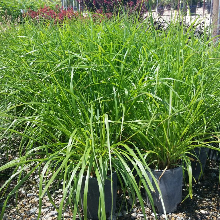 Pennisetum alopecuroides 'Moudry' - Black Fountain Grass - Mid Valley Trees