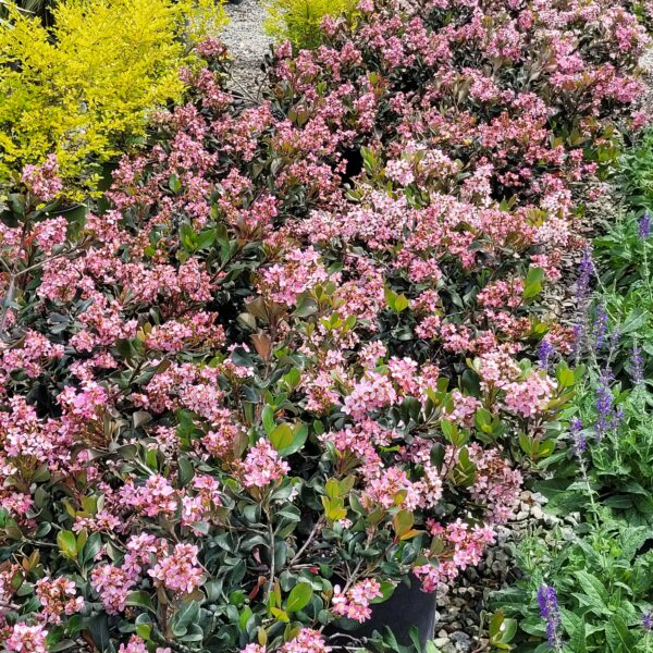 Rhaphiolepis indica 'Pinkie' - Indian Hawthorn