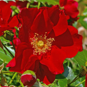 Rosa 'Red Carpet' - Groundcover Rose - Mid Valley Trees