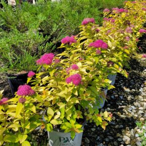 Spiraea japonica Double Play® 'Candy Corn®' - Spirea
