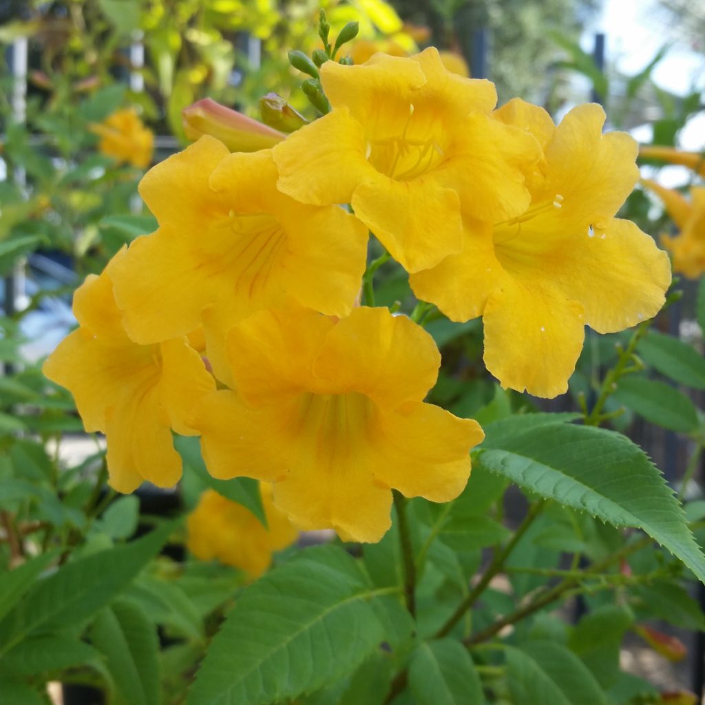 Tecoma x 'Sierra Apricot' - Trumpet Bush - Mid Valley Trees