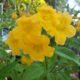 Tecoma x ‘Sierra Apricot’ – Trumpet Bush