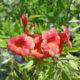 Tecoma x ‘Crimson Flare’ – Trumpet Bush