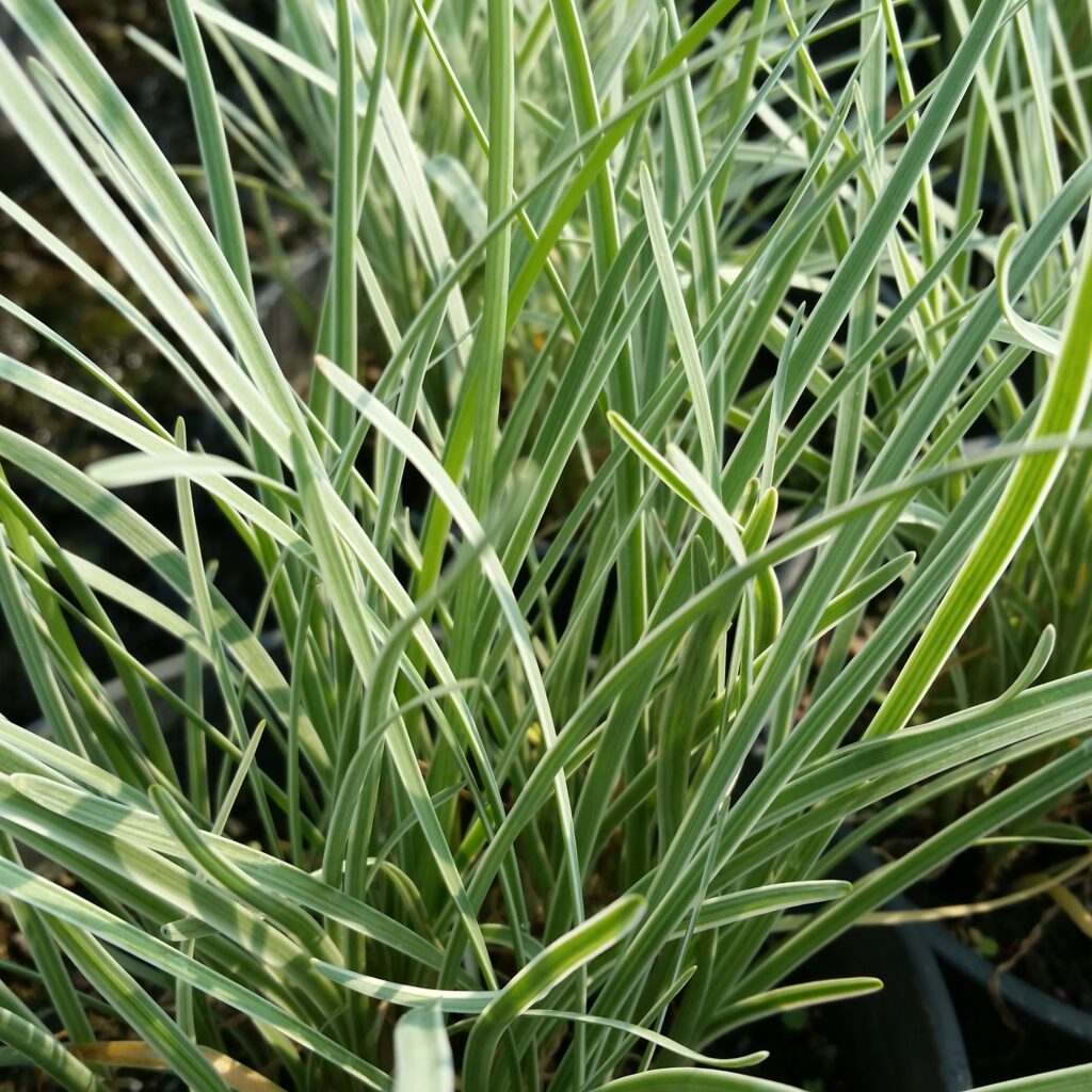 Tulbaghia violacea 'Variegata' - Variegated Society Garlic - Mid Valley ...