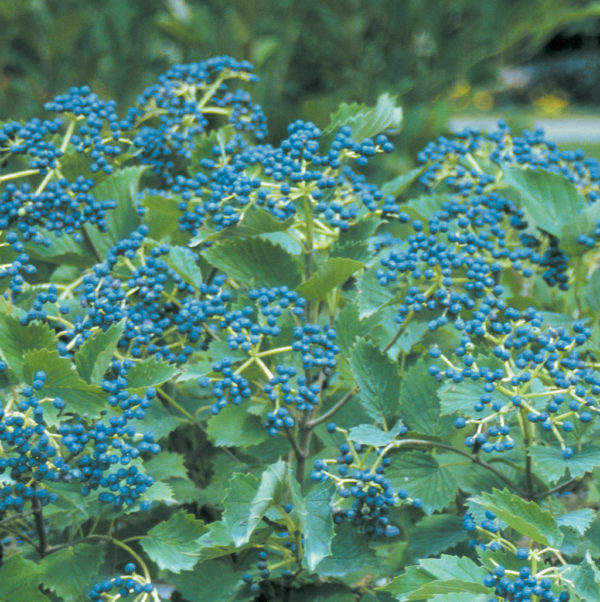 Viburnum dentatum 'Blue Muffin®' - Viburnum