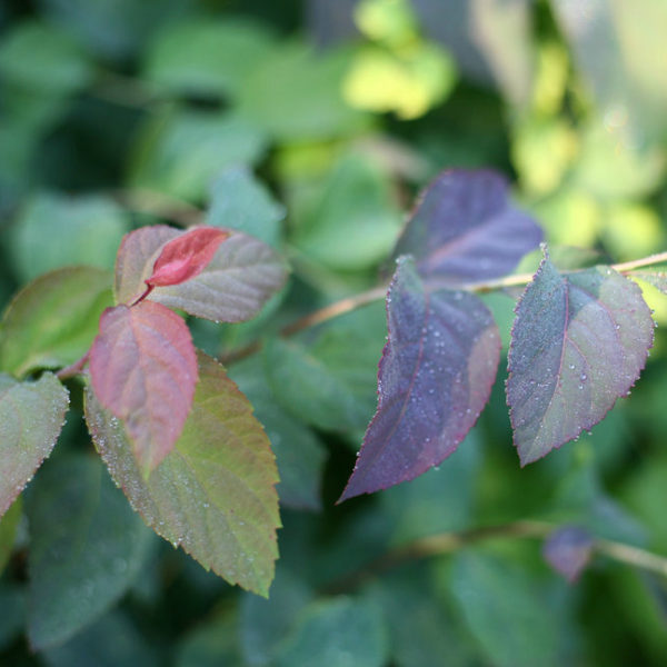 Spiraea media Double Play® 'Blue Kazoo®' - Spirea - Image 2