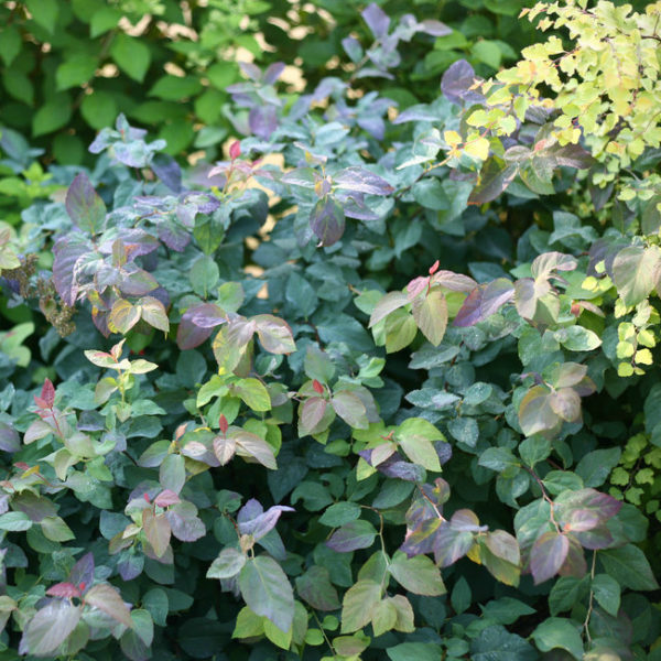 Spiraea media Double Play® 'Blue Kazoo®' - Spirea