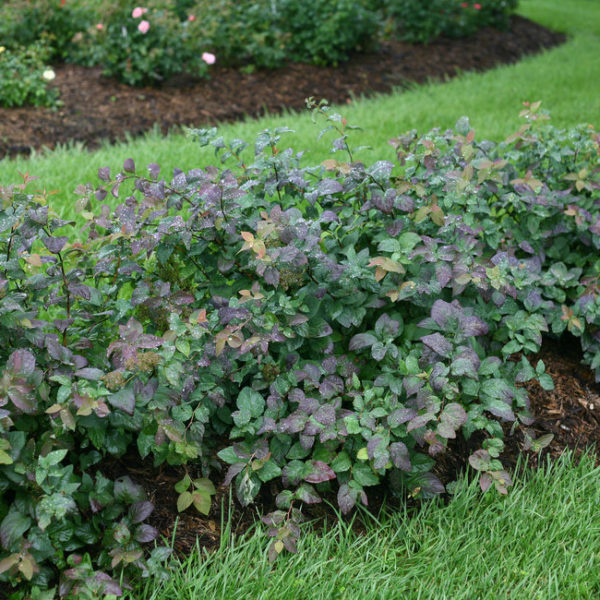 Spiraea media Double Play® 'Blue Kazoo®' - Spirea - Image 3