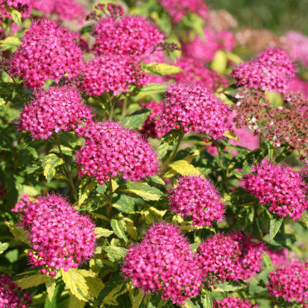 Spiraea japonica Double Play® 'Painted Lady®' - Variegated Spirea - Mid ...