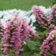 Hydrangea quercifolia ‘Gatsby Pink’ – Oak Leaf Hydrangea