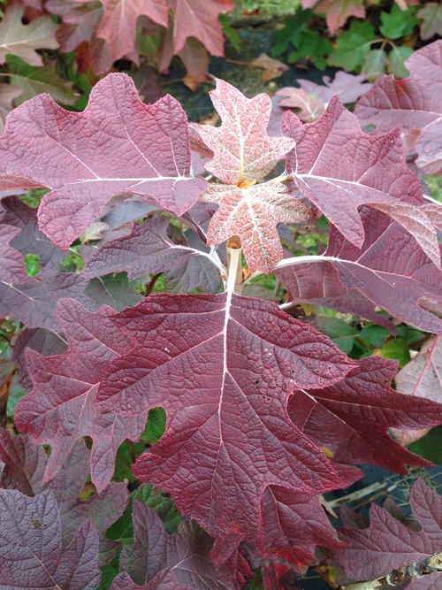 Hydrangea quercifolia 'Gatsby Pink' - Oak Leaf Hydrangea - Image 4