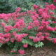 Lagerstroemia indica Infinitini® ‘Magenta’ – Crape Myrtle