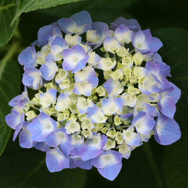 Hydrangea macrophylla Let's Dance® 'Blue Jangles®' - Bigleaf Hydrangea ...