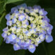 Hydrangea macrophylla Let’s Dance® ‘Blue Jangles®’ – Bigleaf Hydrangea SOLD OUT