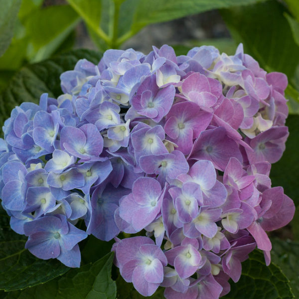 Hydrangea macrophylla Let's Dance® 'Blue Jangles®' - Bigleaf Hydrangea SOLD OUT - Image 3