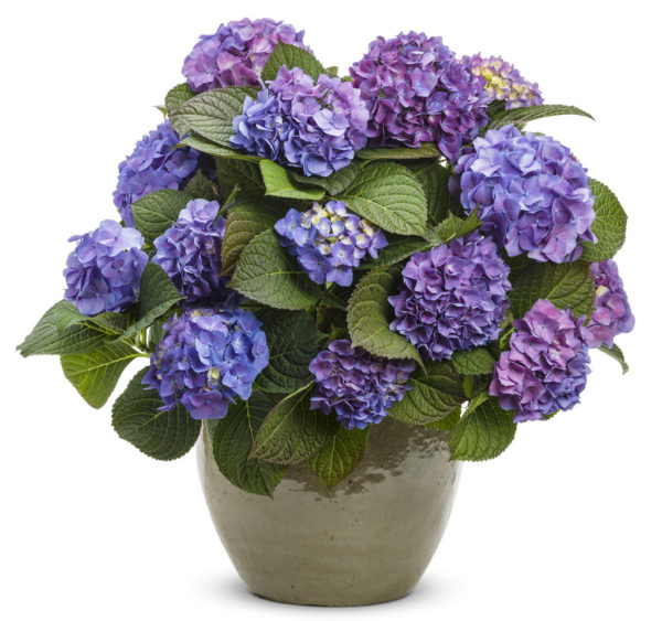 Hydrangea macrophylla Let's Dance® 'Blue Jangles®' - Bigleaf Hydrangea SOLD OUT - Image 5