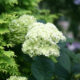 Hydrangea arborescens ‘Lime Rickey’ – Smooth Hydrangea