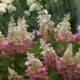 Hydrangea paniculata ‘Pinky Winky’ – Panicle Hydrangea SOLD OUT