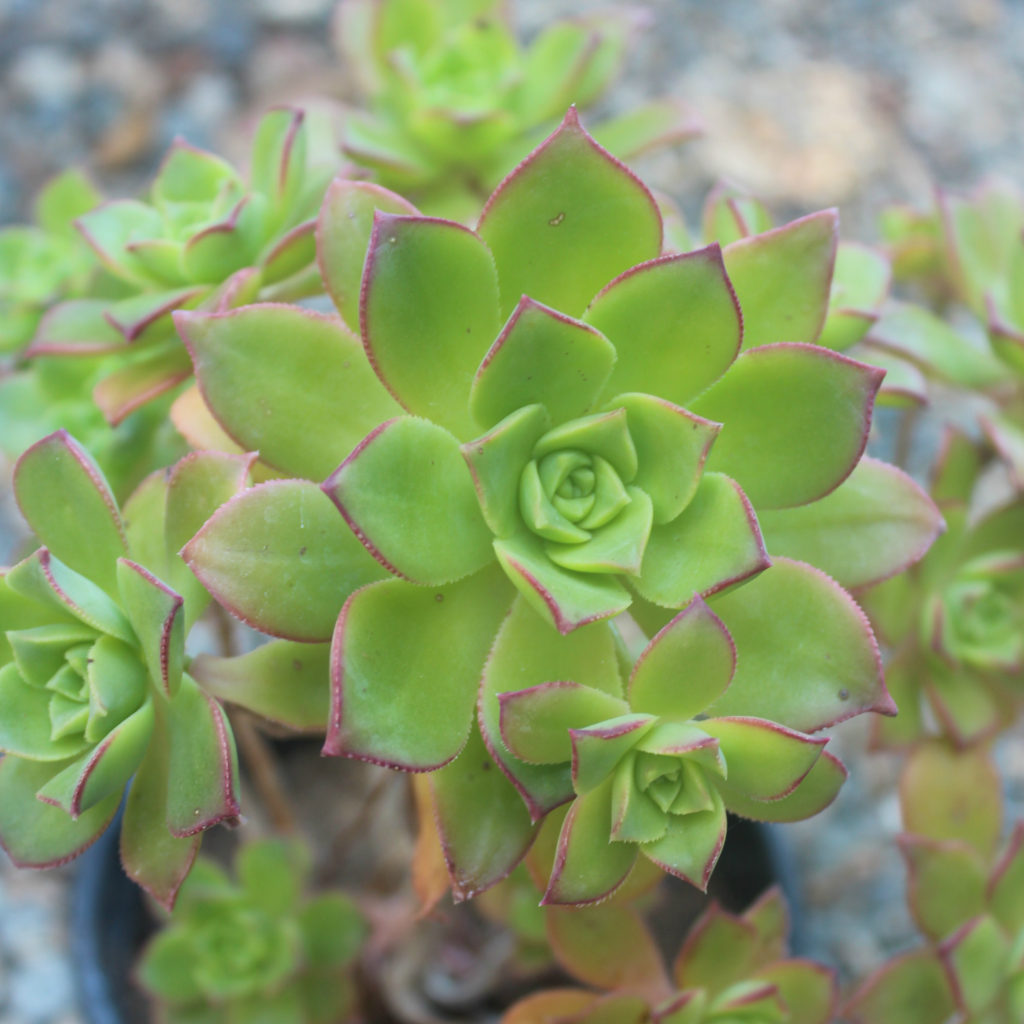 Aeonium 'Kiwi' - Mid Valley Trees