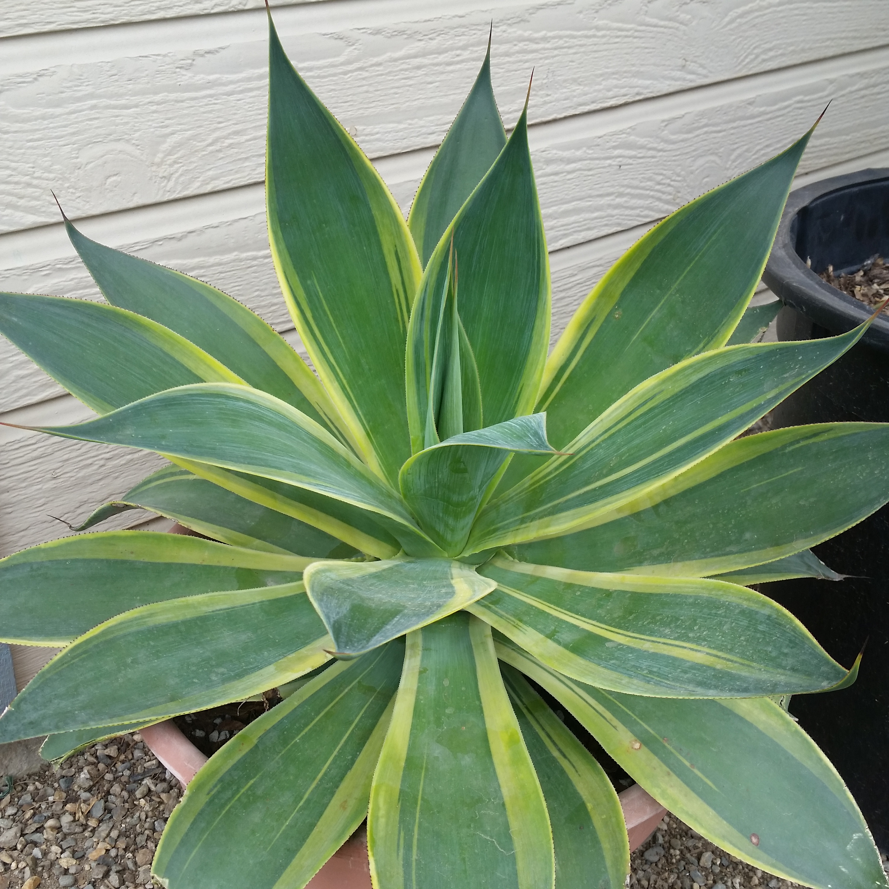 Agave 'Blue Flame Variegated' - Mid Valley Trees