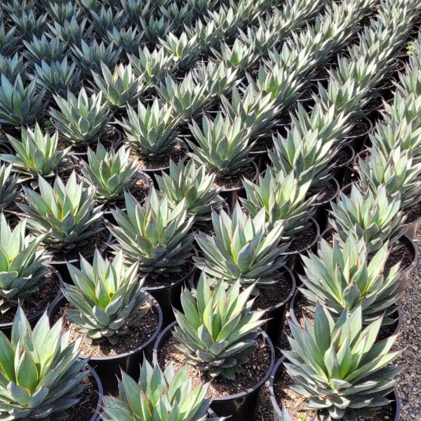Agave 'Blue Glow' - Image 2
