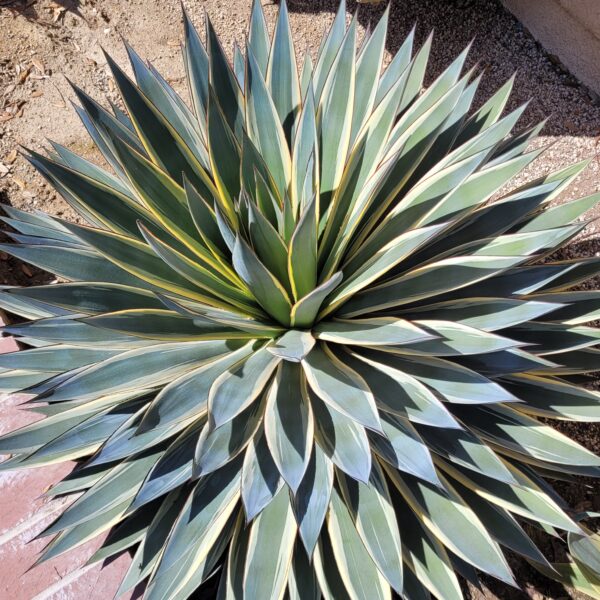 Agave 'Blue Glow Variegated' - Image 3