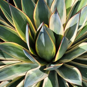 Agave 'Blue Glow Variegated'