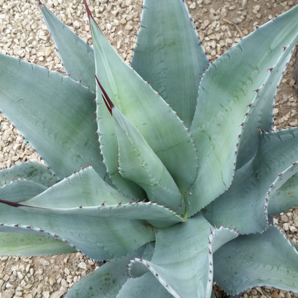 Agave franzosinii - Majestic Agave SOLD OUT - Mid Valley Trees