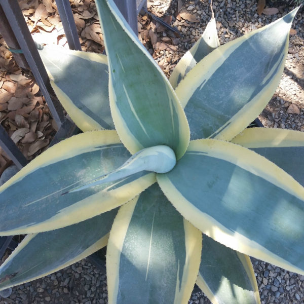Agave guiengola 'Crème Brulee' - Variegated Guiengola Agave - Mid ...