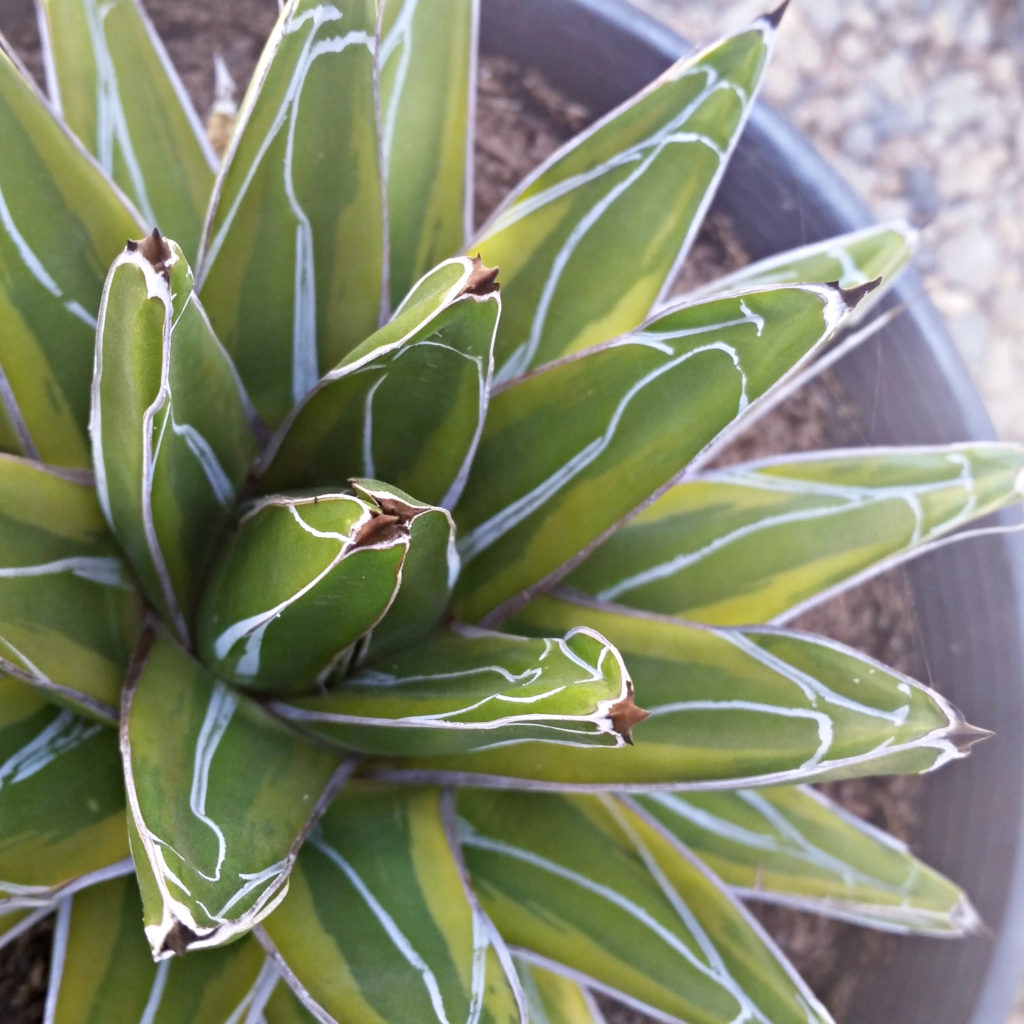 Agave victoriae-reginae 'Marginata' - Golden Princess Agave - Mid ...