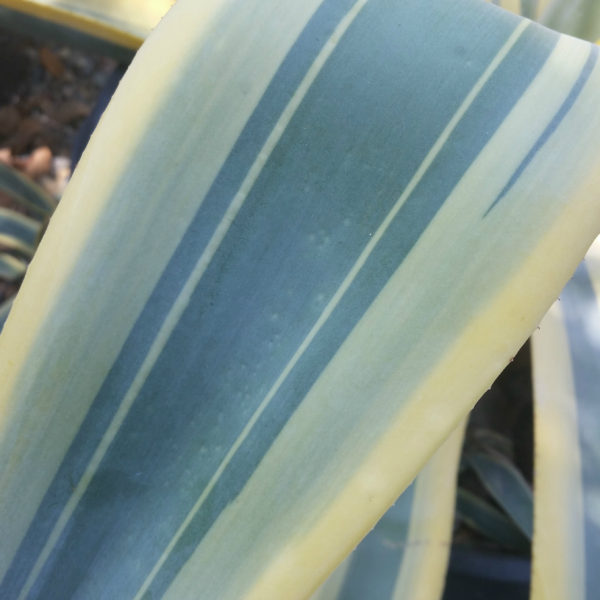 Agave weberi 'Marginata' - Variegated Weber's Agave SOLD OUT - Image 2