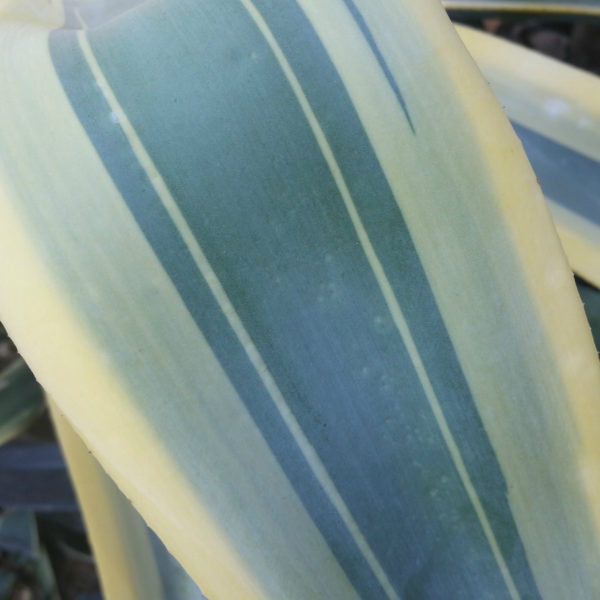 Agave weberi 'Marginata' - Variegated Weber's Agave SOLD OUT