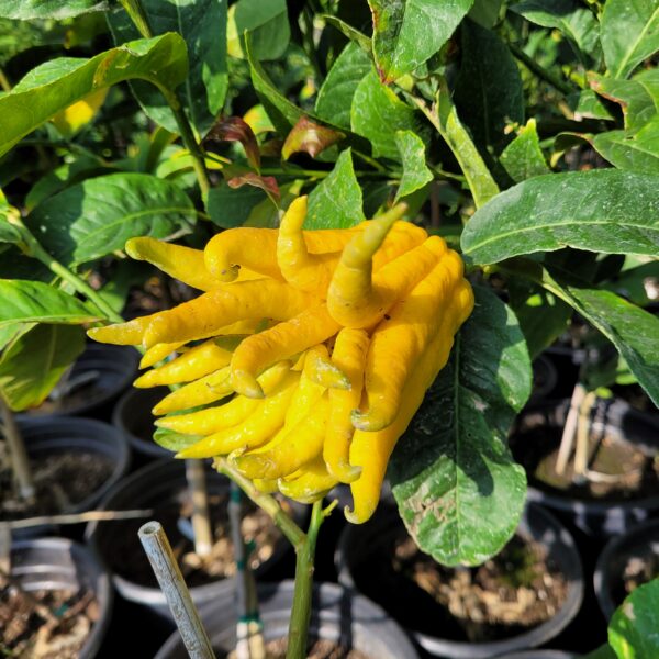 Citrus medica var. sarcodactylis - Buddha's Hand