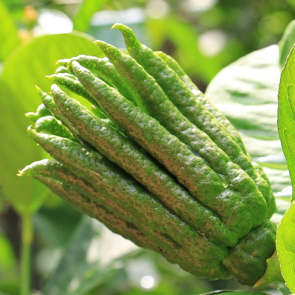 Buddha's Hand