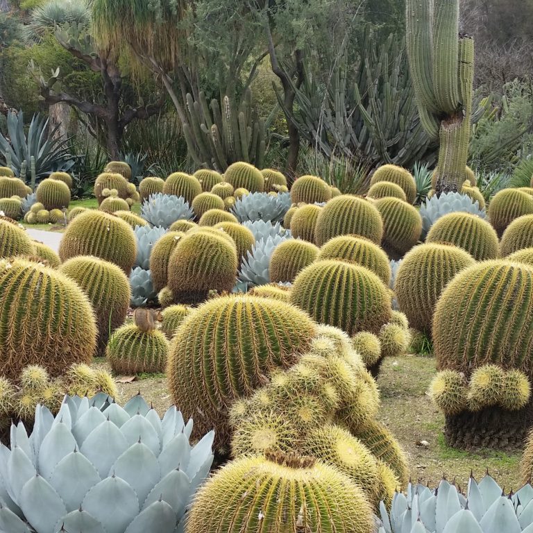 Echinocactus grusonii - Golden Barrel Cactus - Mid Valley Trees