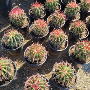 Ferocactus cylindraceus - California Red Barrel Cactus