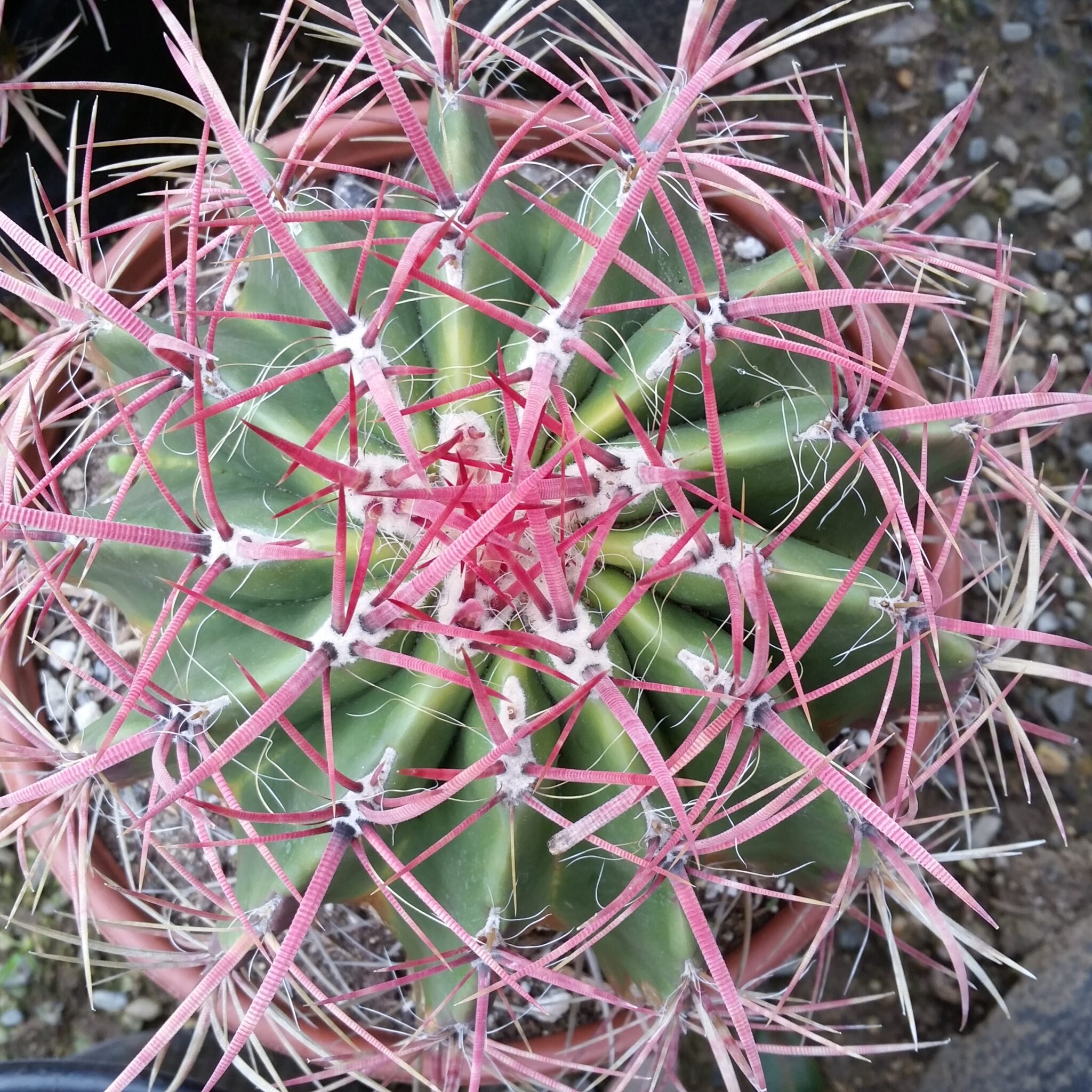 Cactus Archives - Mid Valley Trees
