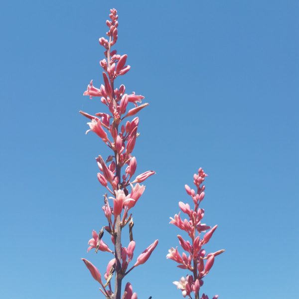 Hesperaloe x 'Perfu' - Red Yucca - Image 2