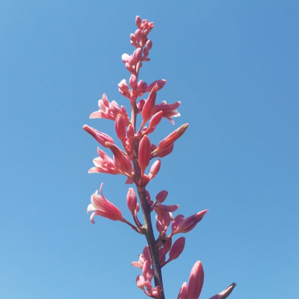 Hesperaloe x 'Perfu' - Red Yucca