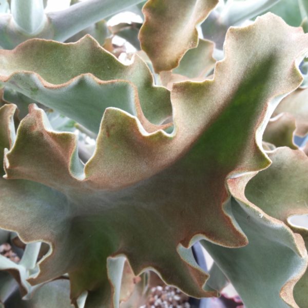 Kalanchoe beharensis - Velvet Elephant Ear - Image 2