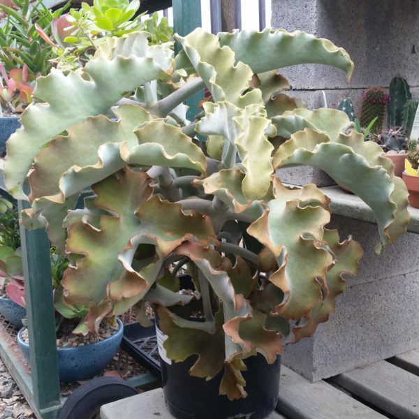 Kalanchoe beharensis - Velvet Elephant Ear