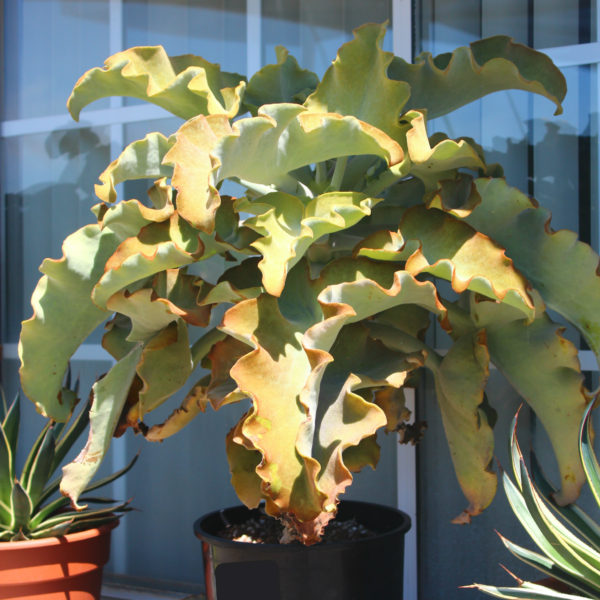 Kalanchoe beharensis - Velvet Elephant Ear - Image 5