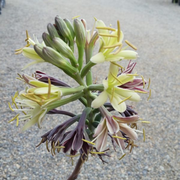 Manfreda maculosa - Texas Tuberose - Image 3