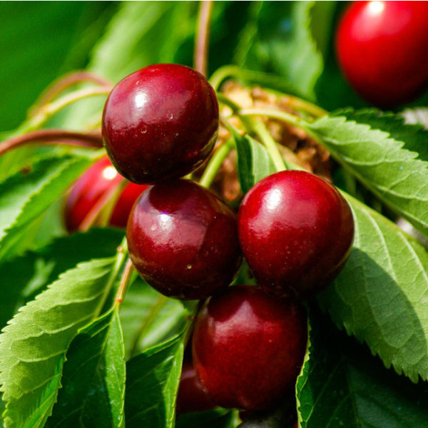 'Utah Giant' Sweet Cherry