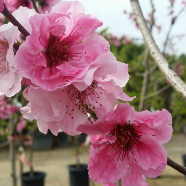 'Arctic Rose' White Nectarine