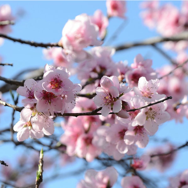 'Snow Beauty' White Peach