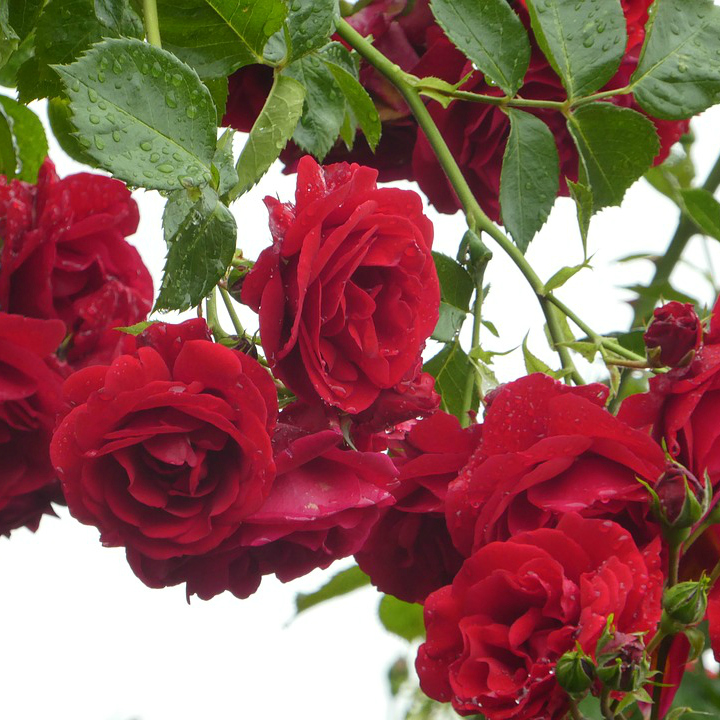 Rosa 'Don Juan' - Climbing Hybrid Tea Rose - Mid Valley Trees