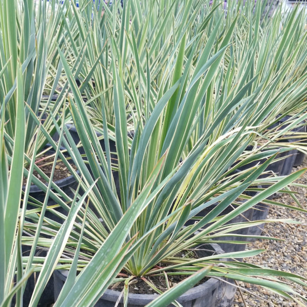 Yucca filamentosa 'Color Guard' - Variegated Yucca - Mid Valley Trees